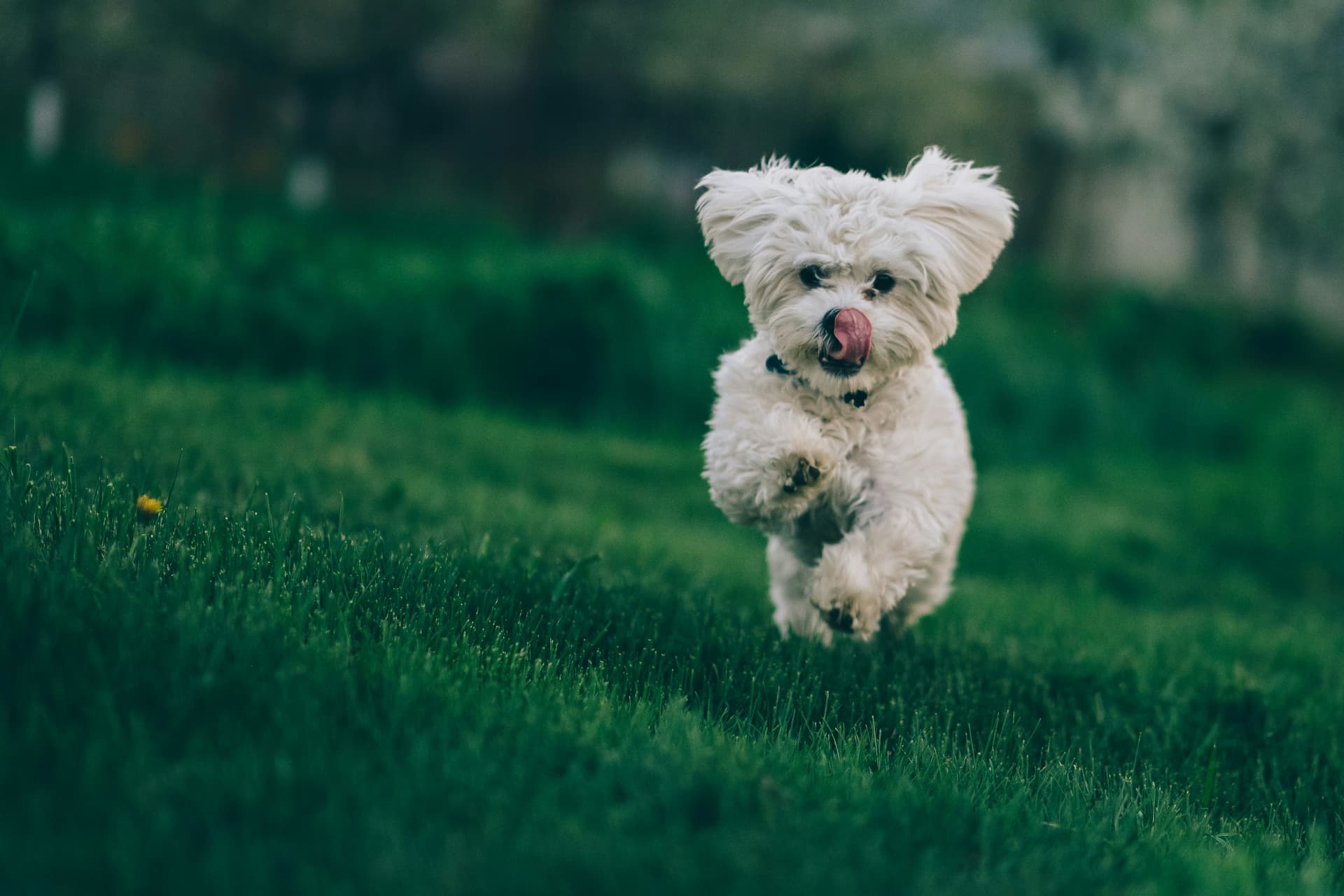 A joyful white maltese running through the grass, mid-stride.